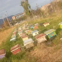 فروش زنبور