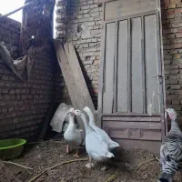 غازمحلی|حیوانات مزرعه|آزادشهر, |دیوار