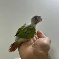 گرینچیک سرلاکی نژاد سینامون