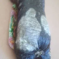 خیگ روغنی|ظروف نگهدارنده، پلاستیکی، یکبارمصرف|ایذه, |دیوار