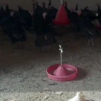 بوقلمون بالق به شرط|حیوانات مزرعه|مشهد, كنويست|دیوار