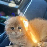 گربه اسکاتیش فولد|گربه|تبریز, |دیوار