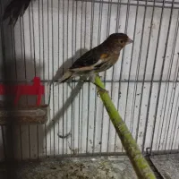 فروش ۳ تا قناری|پرنده|شاهرود, |دیوار