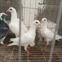 کبوتر سفید خارجی