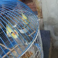 طوطی برزیلی و عروس هلندی