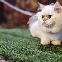 فرشته های ناز|گربه|خوی, |دیوار