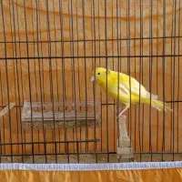 قناری نر بخون