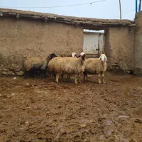 میش و شیشک میش داشتی