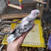 دو عدد عروس هلندی دونه خور معاوضه با طوطی کوتوله|پرنده|شیراز, رکن‌آباد|دیوار