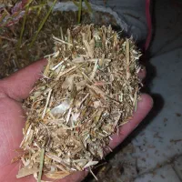 فروش کاه قره دنه