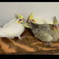 شیطون و دستی و سرحال عروس نرمه خور