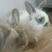 خرگوش|موش و خرگوش|اردبیل, |دیوار