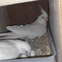 فروش جفت عروس هلندی مولد|پرنده|سیرجان, |دیوار