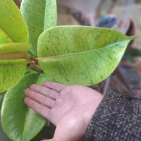 گلدان فیکوس ابروبادی|گل و گیاه طبیعی|شاهینشهر, نسیم ۵|دیوار