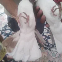 جفت امری سرخ|پرنده|رفسنجان, |دیوار