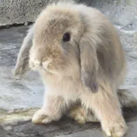 خرگوش پشمالو