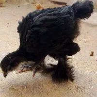 جوجه خروس برهما مرندی غول ۱ و نیم ماهه