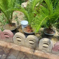 گلدان سیکاس