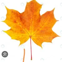 دو تن برگ درخت توت خیلی خیلی تمیز|خدمات باغبانی و درختکاری|تربت‌حیدریه, بوستان باغ ملی|دیوار