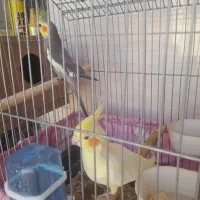 عروس هلندی مولد