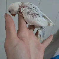 طوطی برزیلی سرلاکی دستی|پرنده|کلاچای, |دیوار