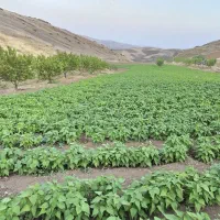 زمین-کشاورزی-اجاره-یا-شراکتی-بابت-کشت-و-کال