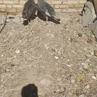 جوان بوقلمون