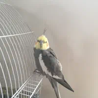 یک جفت عروس هلندی