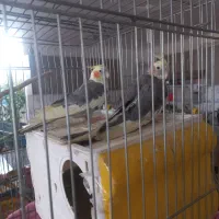 فروشعروسهلندیمولد|پرنده|کبودرآهنگ, |دیوار