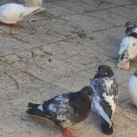 شادگان|پرنده|شادگان, |دیوار