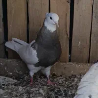 گمشده|حیوانات|ایلام, |دیوار