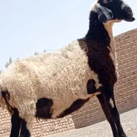 مری گوسفند ابست دوقلوزا