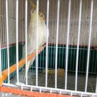 فروش عروس هلندی و..|پرنده|کازرون, |دیوار