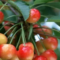 پیشفروش نهال گیلاس لواسان با شرایط چک|خدمات باغبانی و درختکاری|دوتپه, |دیوار