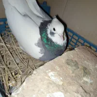 طوق سبز ماده|پرنده|شیراز, محمدیه|دیوار