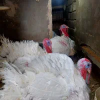 ۷عدد بیوتی محلی|حیوانات مزرعه|سقز, |دیوار