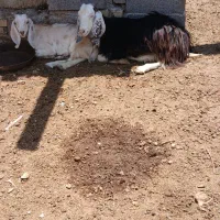 بز مطفل..