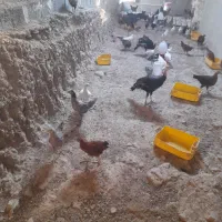 مرغ و خروس و بوقلمون محلی