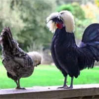 خروس لهستانی