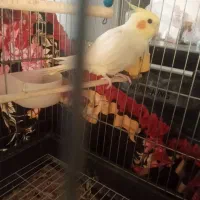 عروس هلندی|پرنده|هامون, |دیوار