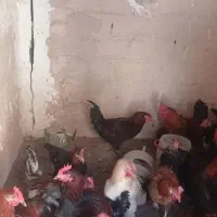 ۱۱۵ عدد مرغ و خروس محلی