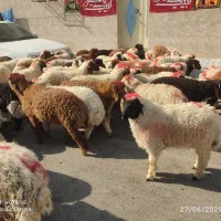 گوسفندوبره عربی چاق چاق((همراه باقصاب رایگان))|حیوانات مزرعه|اهواز, زیباشهر|دیوار