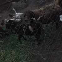 گوسفند و بز