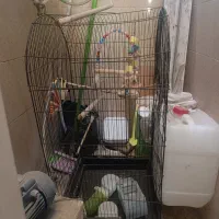 قفس عروس هلندی