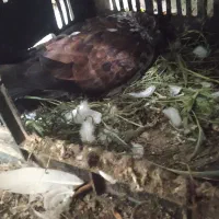 یه جفت کبوتر قاره|پرنده|تاتار علیا, |دیوار