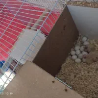 یک جفت عروس هلندی و تعدادی جوجه عروس