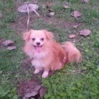 سگ نجیب قیمت توافقی