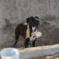 سگ پیت بول رودفایر|سگ|رباط‌کریم, شترخوار|دیوار