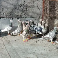 کبوتر