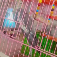 عروس هلندی مرغ عشق